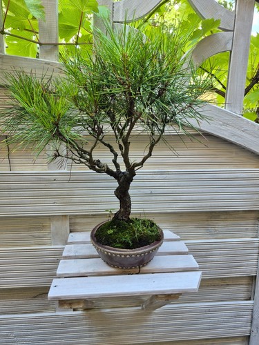 Bonsai jap rotkiefer aiba - bonsai,