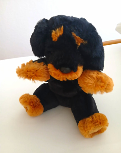 Sehr süßer kleiner - , hund