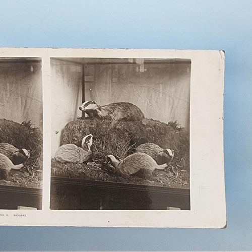 Museumsausstellung stereoview - museumsausstellung,