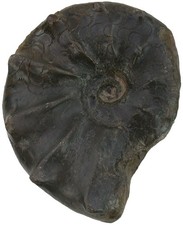 Trias ceratites spinosus - ,
