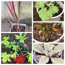 Gartenstauden - Sortiment - 5 Pflanzen eingetopft - winterhart