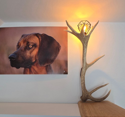 Rothirsch geweih stehlampe - rothirsch,