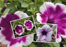 Petunien * Nr. 13 * Mix 2 * Petunia * 50  Blumensamen * handverlesen