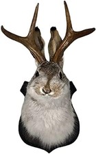 Jackalope Mount, Jackalope