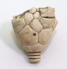 Crinoide, Moscovicrinus