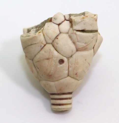 Crinoide moscovicrinus - crinoide,,