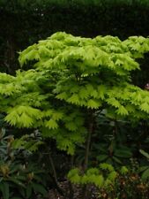 Ahorn shirasawanum Aureum - Japanischer Goldahorn