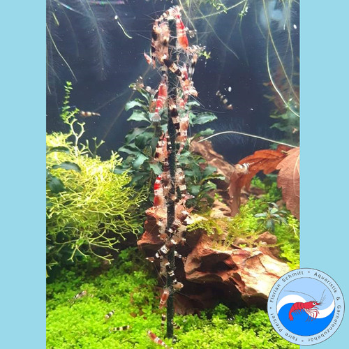 Shrimp lollies nature 10 - /,