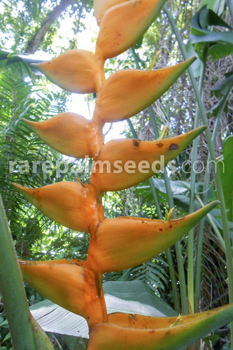 Heliconia champneiana maya - champneiana, 'maya