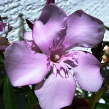 3x Oleander Stecklinge BARCELONA  violett sehr selten!!