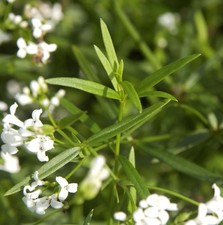 Färber-Meier - Asperula