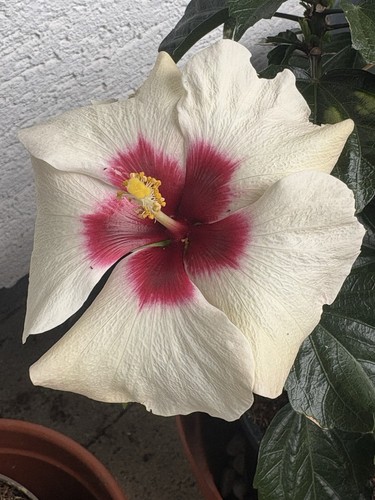 Hibiskus große weiße - hibiskus, blüte