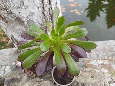 Aeonium cyclops im Topf