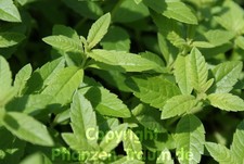 1 Stück Zitronenverbene Pflanze  Aloysia Lippia Teekraut