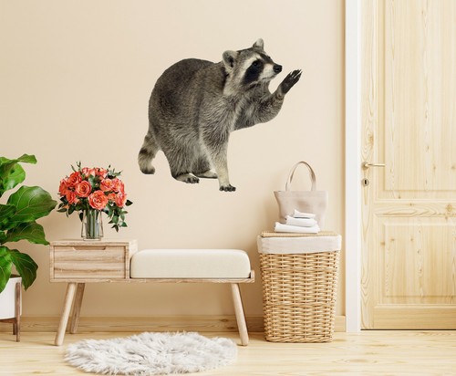 Waschbär los c248 tier - waschbär,