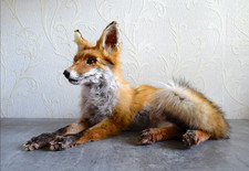 Red Fox Taxidermy - Made to