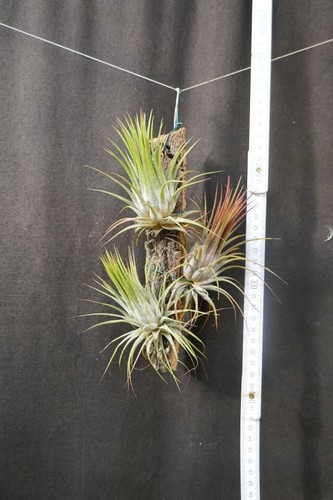 Tillandsia ionantha 3 - ionantha, ,3