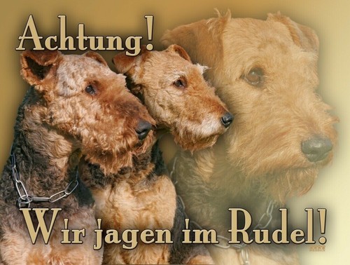 Airedale terrier - airedale,