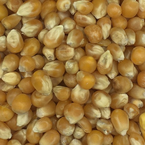 Matador popcornmais - matador,