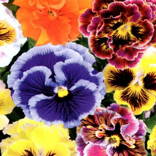 Stiefmütterchen viola mix - stiefmütterchen,