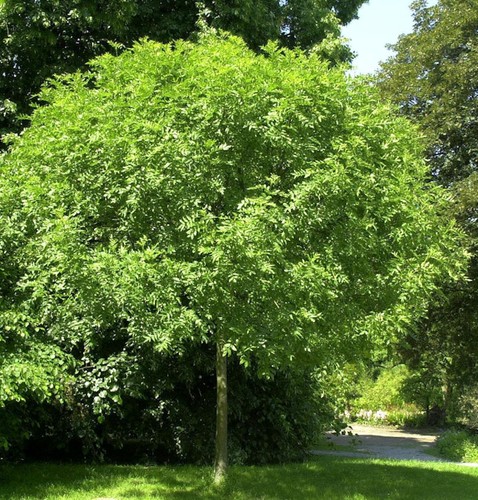 Hochstamm kugel esche grüne - kugel,