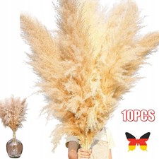 10 Stück Pampasgras Grass
