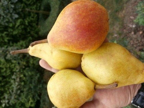 Birnenbaum clapps liebling - birnenbaum, liebling'