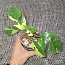 Rhaphidophora tetrasperma - rhaphidophora,