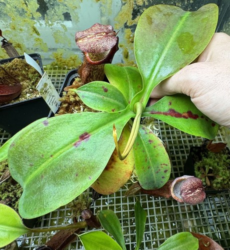Nepenthes lvb northiana - nepenthes,