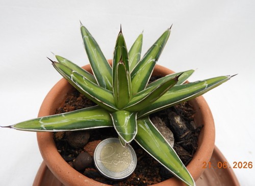 Agave nickesiae mediopicta - nickesiae,