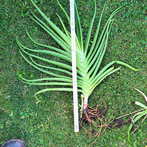 Aloe vera zimmerpflanze - vera,