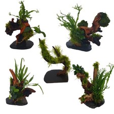 Aquarium Pflanzen Bäumchen 30-35 cm Mangrove, Mopani o Moorwurzel  +2 Mooskugeln