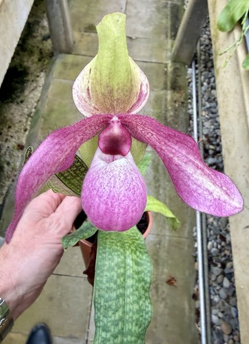 Paphiopedilum perle big - de,