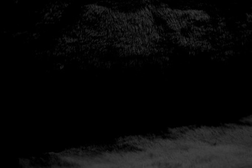 Plüsch schwarz plüschstoff - plüsch,