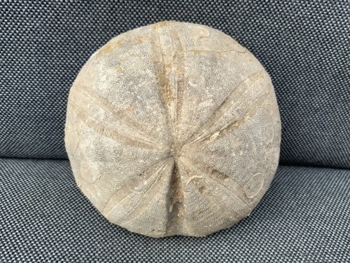 Fossil seeigel clypeus plotti - fossil,