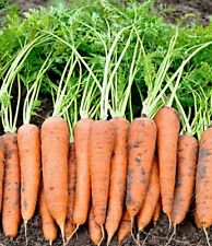 Möhren Samen "Rote Riesen 2", bis 24cm lang, lange lagerfähig