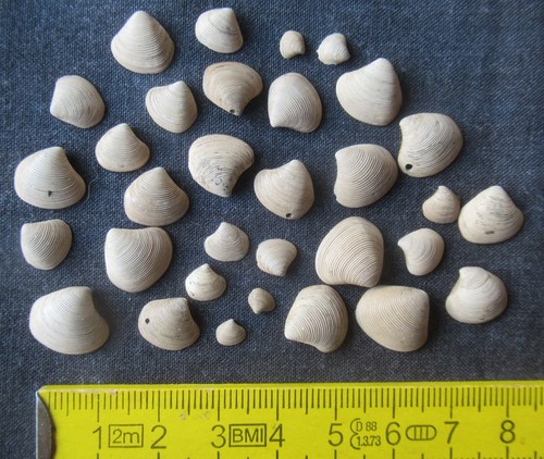Sammlung muschel astarte - sammlung,
