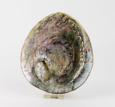 Mineralien Sammlung Muschel