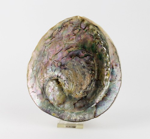Mineralien sammlung muschel - sammlung,