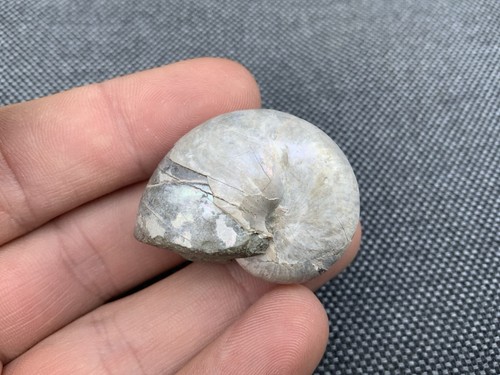 Nautilus fossil cenoceras - nautilus,