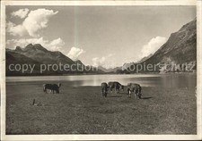 Silvaplana GR See mit K?hen