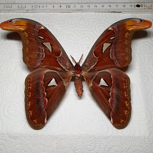 Attacus atlas männchen - attacus,