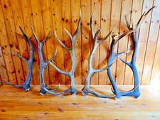 Hirschgeweih 6 Stangen-Abwurfstangen-Geweihe-Rehgeweih-Tierpräparat