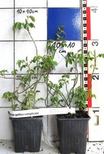 Rosa gallica complicata  -