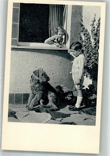 38169474 riesenschnauzer - 38169474,