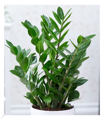 Zamioculcas pflanze - zamioculcas,1,