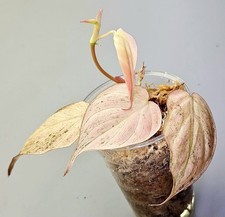 Sehr schöne Philodendron Micans Pink Mint Marble Variegata G276