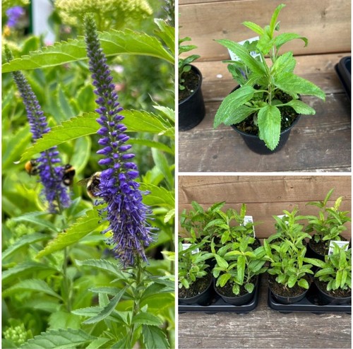 Veronica spicata blau