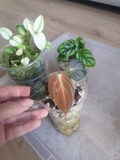 Melanochrysum