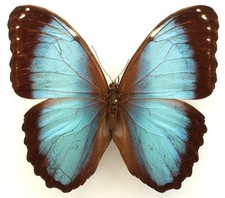 MORPHO HELENOR  CHARAPENSIS